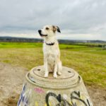 Mischling Biljana, 10/2023, ca. 40-45 cm, 12529 Schönefeld