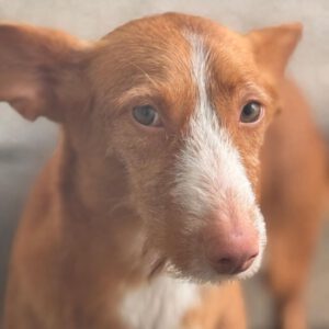 Podenco Maneto Billy, 07/2023, ca. 35 cm