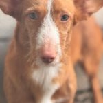 Podenco Maneto Billy, 07/2023, ca. 35 cm