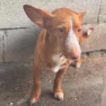 Podenco Maneto Billy, 07/2023, ca. 35 cm