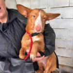 Podenco Maneto Billy, 07/2023, ca. 35 cm