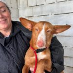 Podenco Maneto Billy, 07/2023, ca. 35 cm