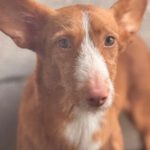 Podenco Maneto Billy, 07/2023, ca. 35 cm