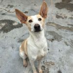 Podenco Bimba, 12/2020, ca. 45 cm