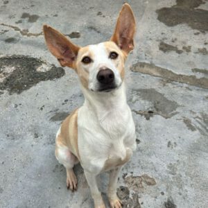 Podenco Bimba, 12/2020, ca. 45 cm