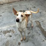 Podenco Bimba, 12/2020, ca. 45 cm