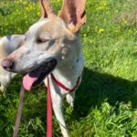 Podenco Bimba, 12/2020, ca. 45 cm