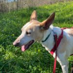 Podenco Bimba, 12/2020, ca. 45 cm