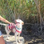 Podenco Bimba, 12/2020, ca. 45 cm