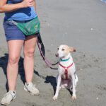 Podenco Bimba, 12/2020, ca. 45 cm