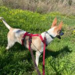 Podenco Bimba, 12/2020, ca. 45 cm