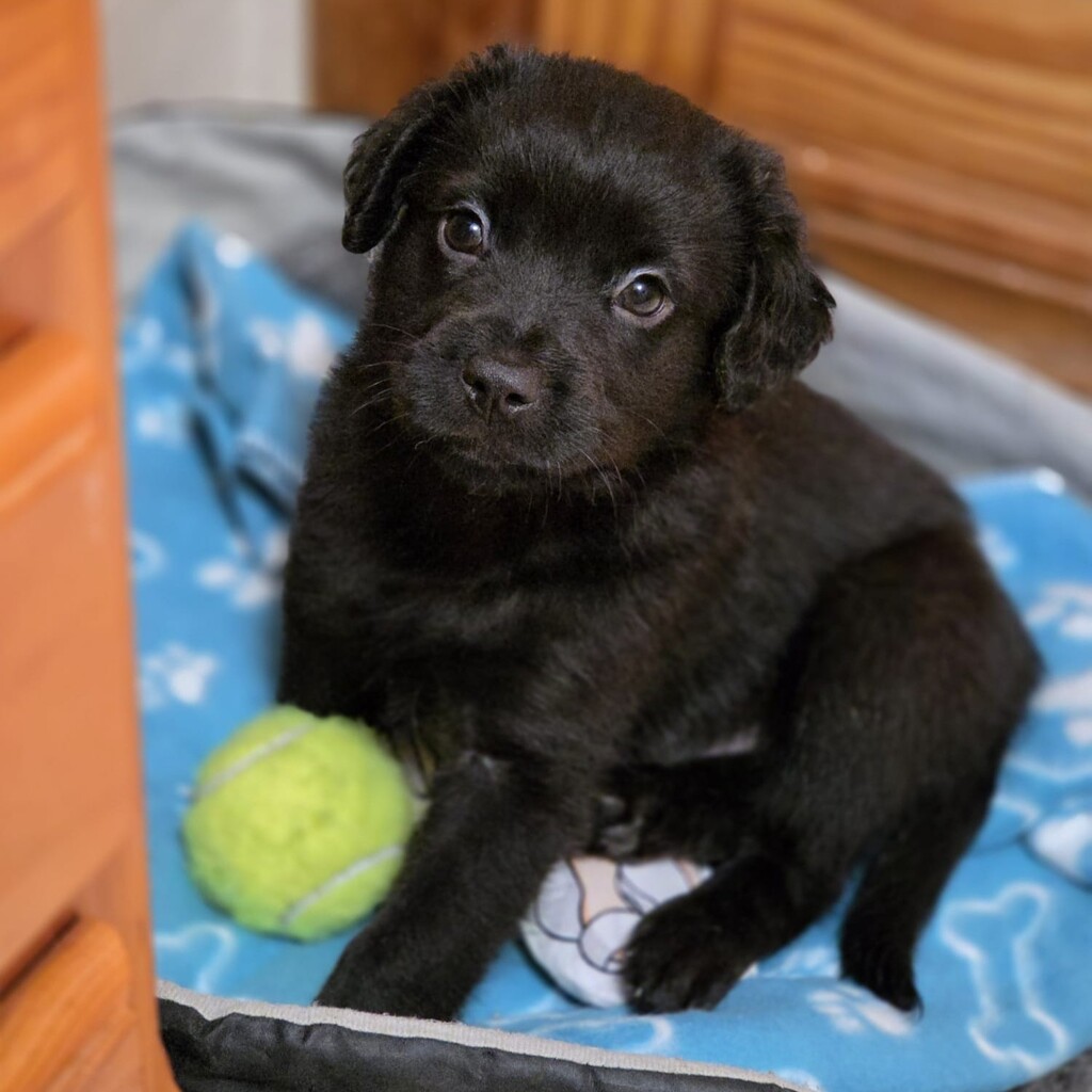 Mischling Blacky, 11/2025, Endgröße ca. 55 cm