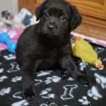 Mischling Blacky, 11/2025, Endgröße ca. 55 cm