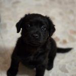 Mischling Blacky, 11/2025, Endgröße ca. 55 cm
