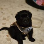 Mischling Blacky, 11/2025, Endgröße ca. 55 cm