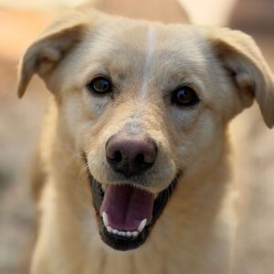 Labrador Mischling Blu, 02/2023, ca. 45 cm