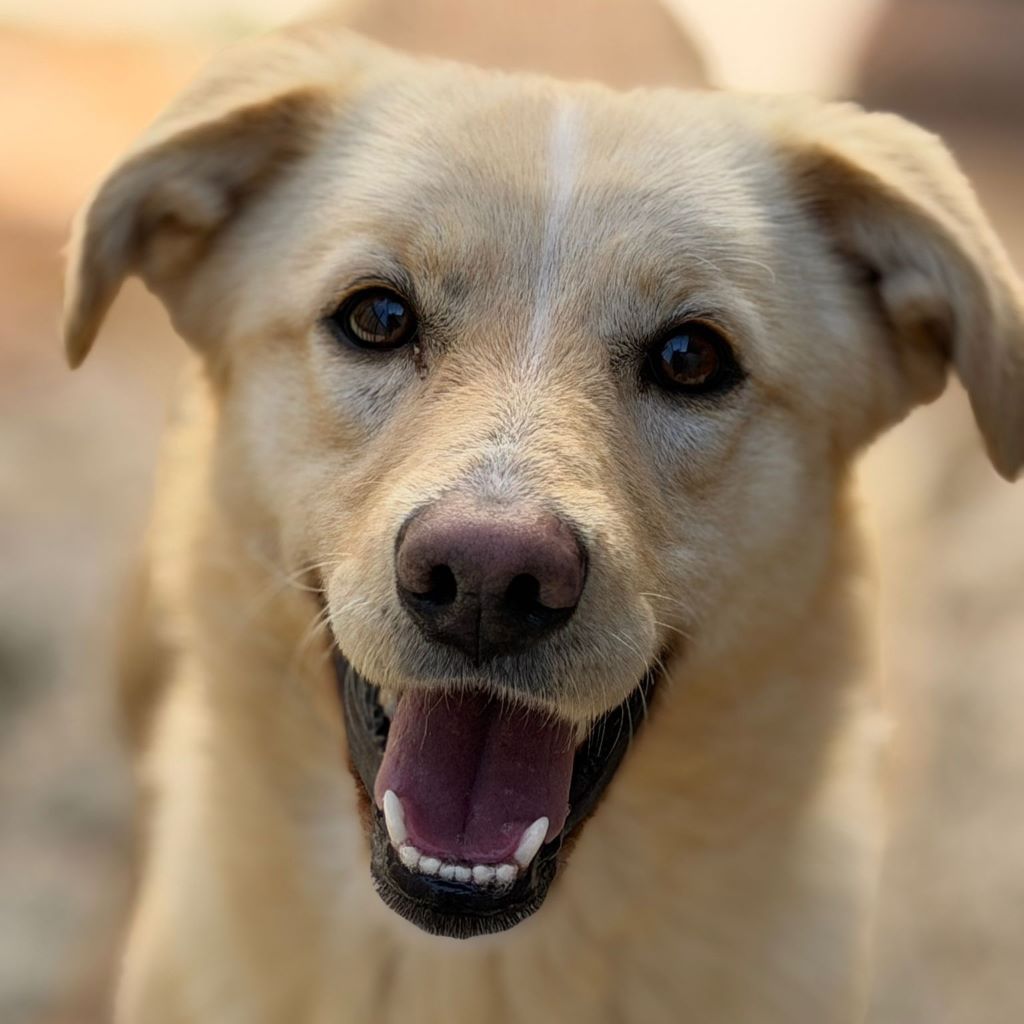 Labrador Mischling Blu, 02/2023, ca. 45 cm