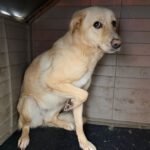 Labrador Mischling Blu, 02/2023, ca. 45 cm