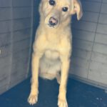 Labrador Mischling Blu, 02/2023, ca. 45 cm