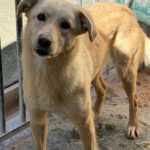 Labrador Mischling Blu, 02/2023, ca. 45 cm