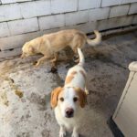 Labrador Mischling Blu, 02/2023, ca. 45 cm