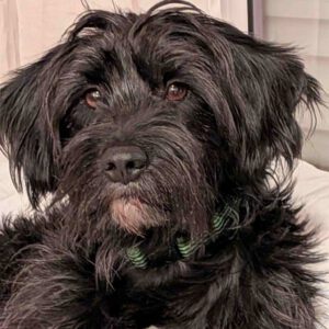 Mischling Bola, 06/2021, ca. 40 cm, 61231 Bad Nauheim