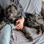 Mischling Bola, 06/2021, ca. 40 cm, 61231 Bad Nauheim