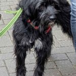 Mischling Bola, 06/2021, ca. 40 cm, 61231 Bad Nauheim