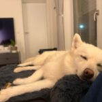 Pomsky Bolt, 06/2024, ca. 40 cm, 94469 Deggendorf