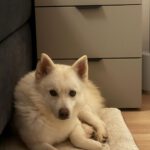 Pomsky Bolt, 06/2024, ca. 40 cm, 94469 Deggendorf