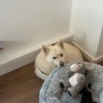 Pomsky Bolt, 06/2024, ca. 40 cm, 94469 Deggendorf