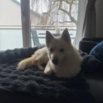 Pomsky Bolt, 06/2024, ca. 40 cm, 94469 Deggendorf