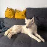 Pomsky Bolt, 06/2024, ca. 40 cm, 94469 Deggendorf