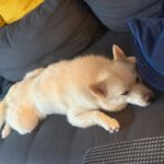 Pomsky Bolt, 06/2024, ca. 40 cm, 94469 Deggendorf