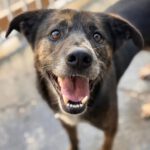 Mischling Boni, 04/2023, ca. 48 cm