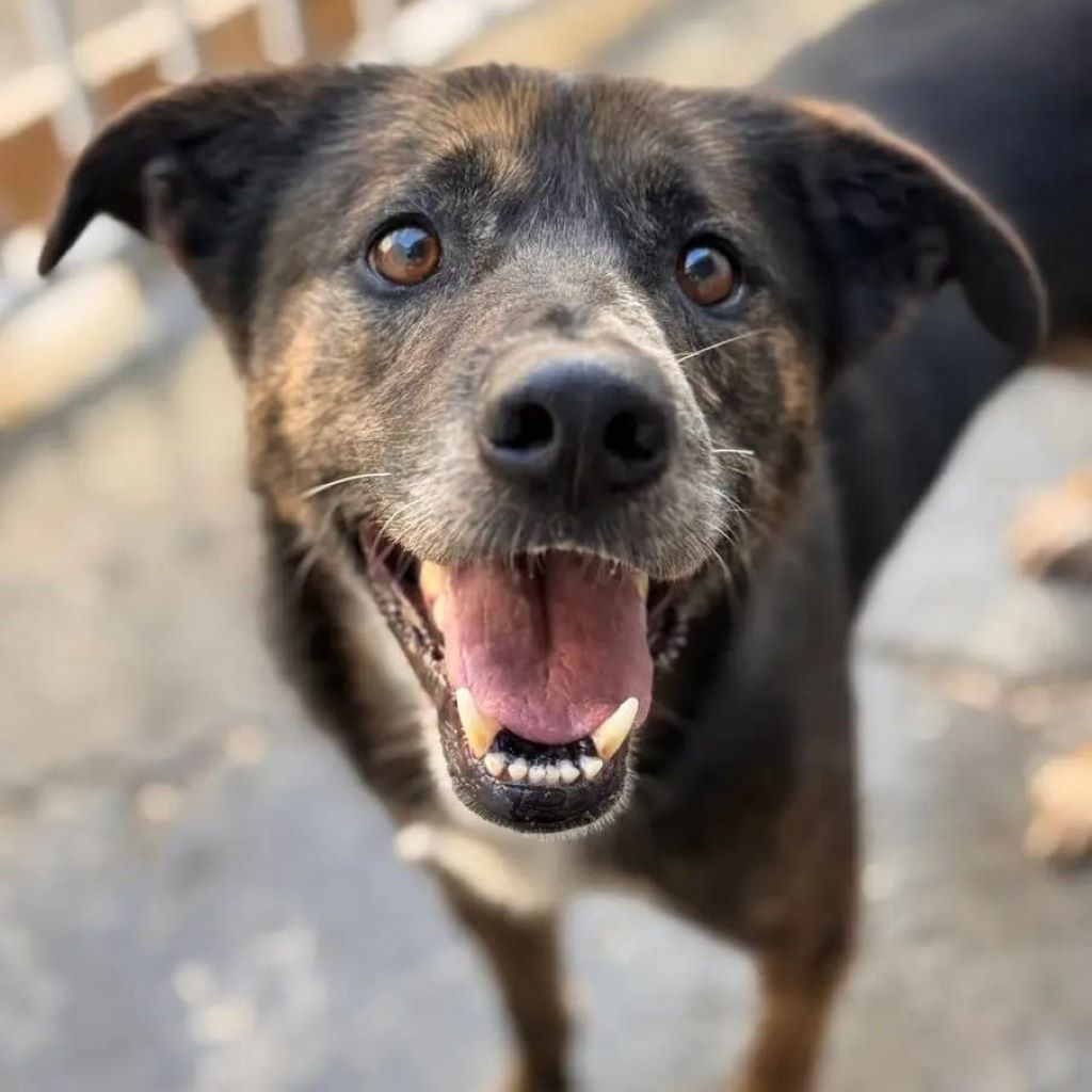 Mischling Boni, 04/2023, ca. 48 cm