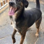 Mischling Boni, 04/2023, ca. 48 cm