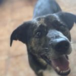 Mischling Boni, 04/2023, ca. 48 cm