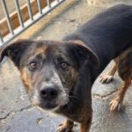 Mischling Boni, 04/2023, ca. 48 cm