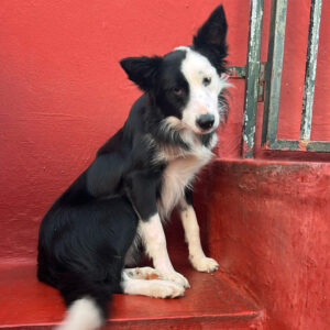 Border Collie Toby