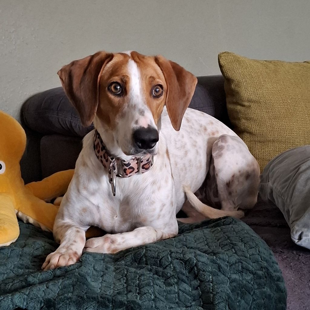 Bracken Mischling Brisa, 06/2023, ca. 55 cm, 57223 Kreuztal