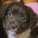 Mischling Brownie, 11/2025, Endgröße ca. 55 cm