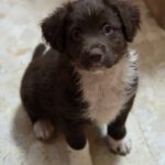 Mischling Brownie, 11/2025, Endgröße ca. 55 cm