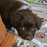 Mischling Brownie, 11/2025, Endgröße ca. 55 cm