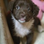 Mischling Brownie, 11/2025, Endgröße ca. 55 cm