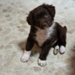 Mischling Brownie, 11/2025, Endgröße ca. 55 cm