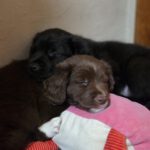 Mischling Brownie, 11/2025, Endgröße ca. 55 cm