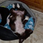 Mischling Brownie, 11/2025, Endgröße ca. 55 cm