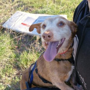 Podenco Maneto Bruno, 01/2019, ca. 35 cm