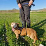 Podenco Maneto Bruno, 01/2019, ca. 35 cm